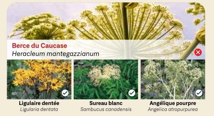 Berce du Caucase
