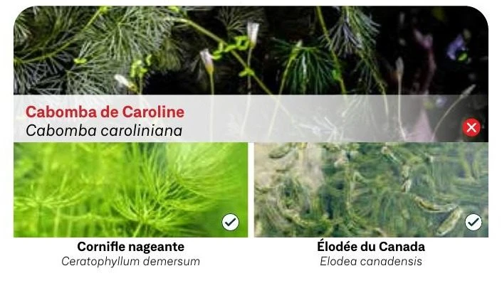 Cabomba de Caroline