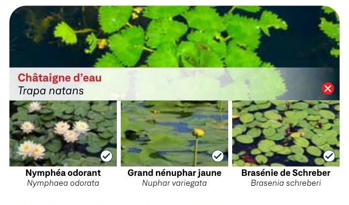 Châtaigne d'eau