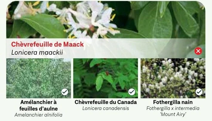 Chèvrefeuille de Maack