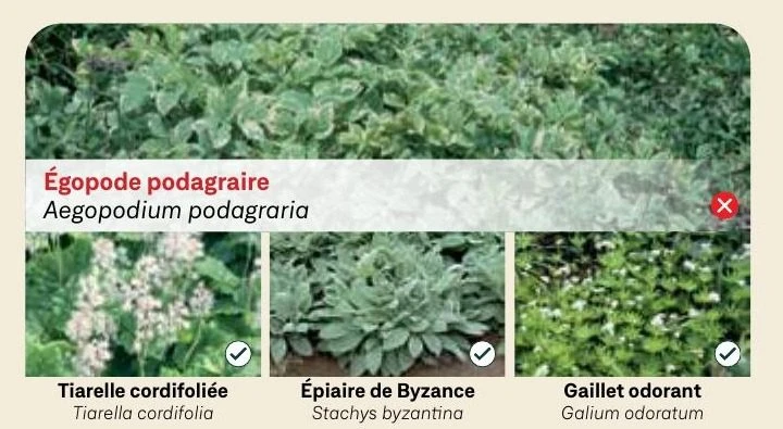 Égopode podagraire