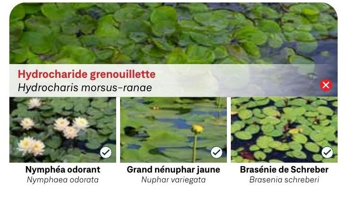 Hydrocharide grenouillette
