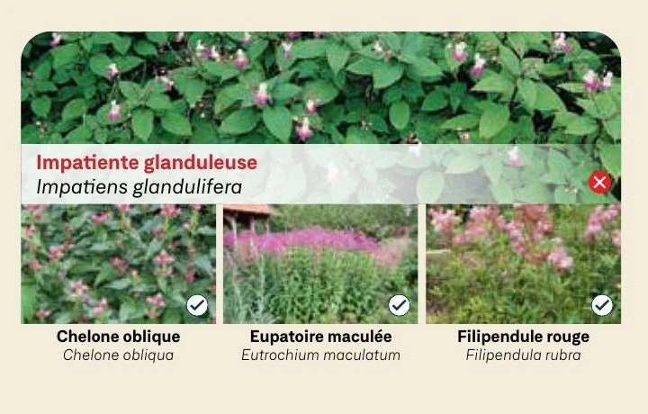 Impatiente glanduleuse