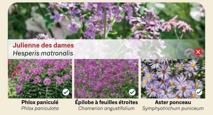 Julienne des dames