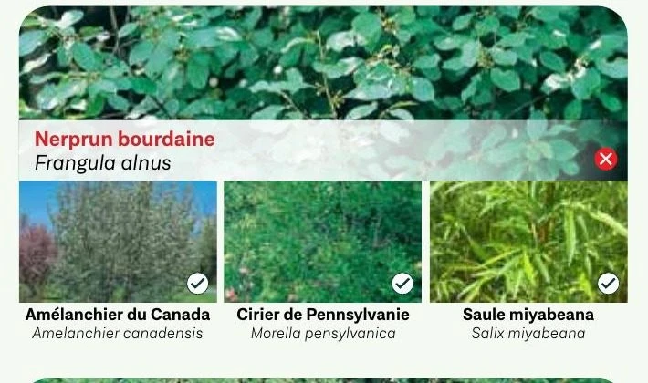 Nerprun bourdaine