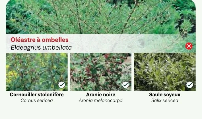 Oléastre à ombelles