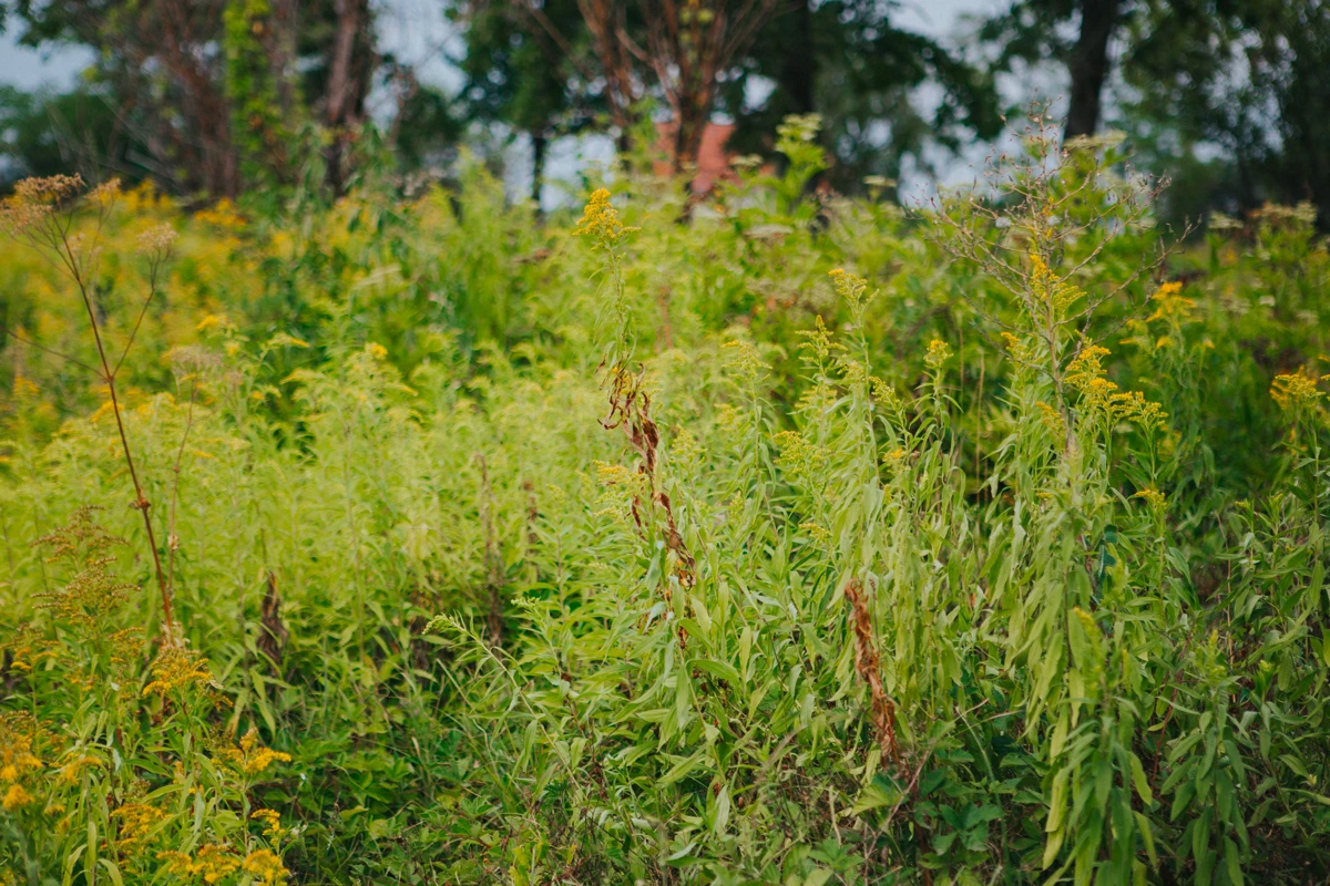 Colonie de plante exotique envahissante en milieu naturel