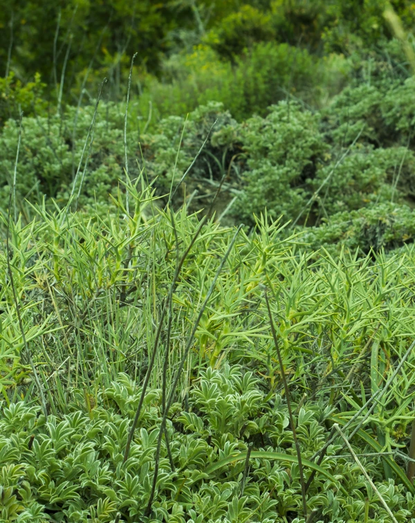 Plante exotique envahissante colonisant un milieu naturel