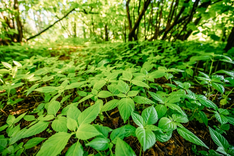 Colonie de plante exotique envahissante à contrôler