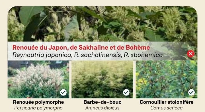 Renouée du Japon, de Sakhaline et de Bohème