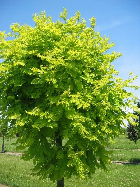 Robinier faux-acacia
